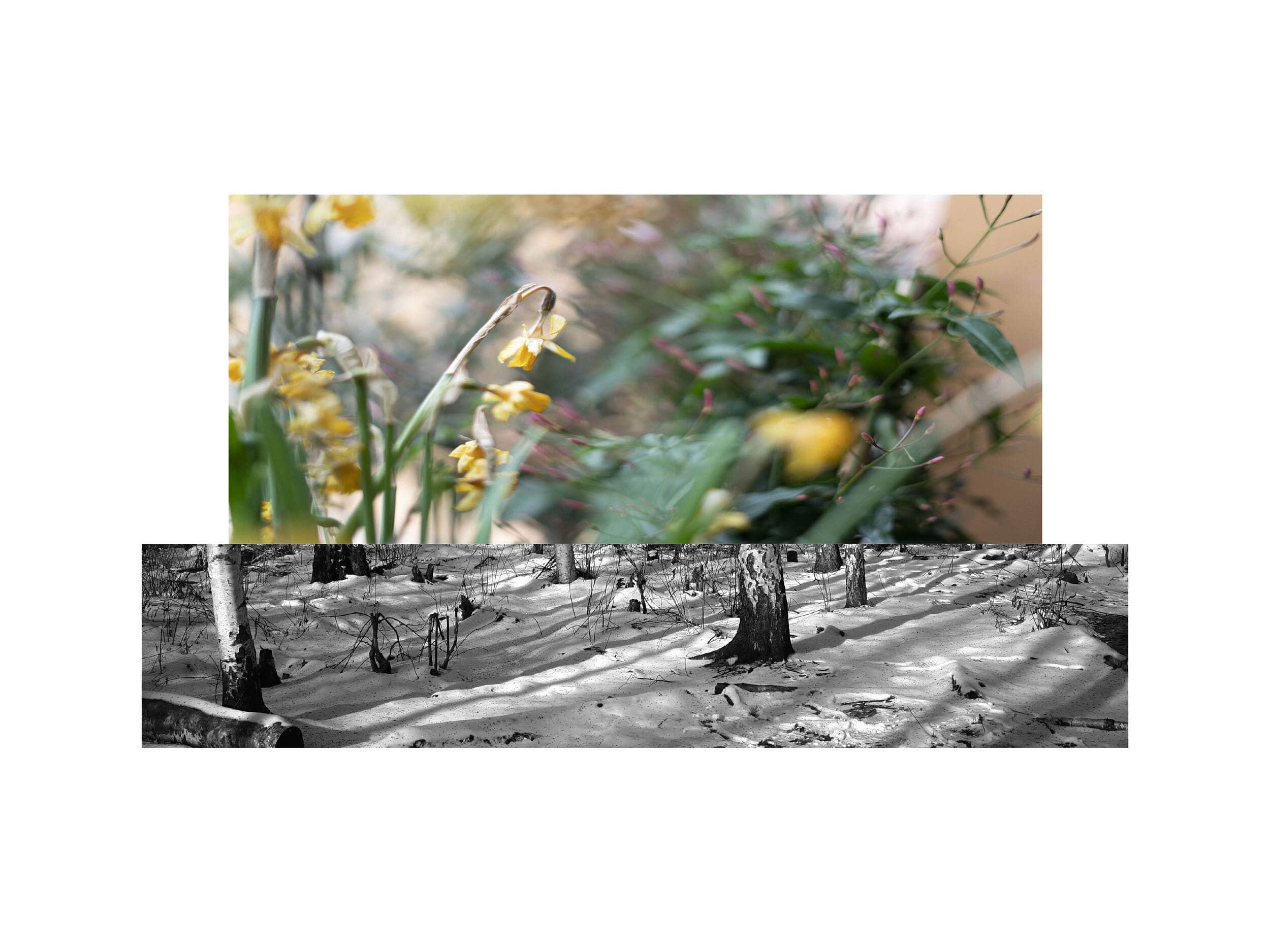 Sebastian Paramio - Uprooted